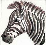 Zebra