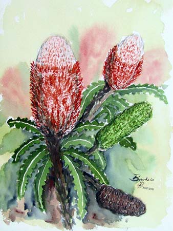 Banksia