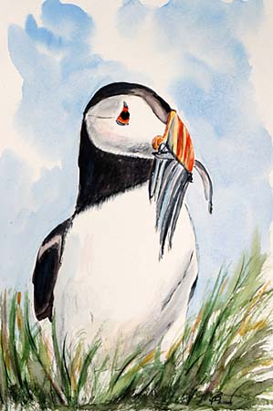 Puffin