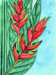 Heliconia