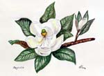 Magnolie