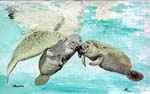 Manatees