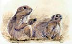 Prairiedog