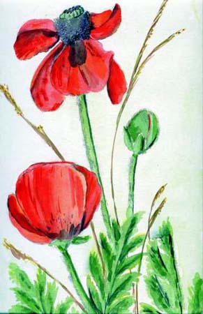 Mohn-1