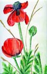 Mohn-1