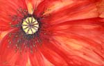 Mohn-2