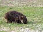 Wombat-2